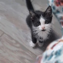 Домик для котенка - фото 2