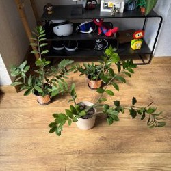 Долларовое дерево - фото 3