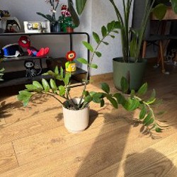 Долларовое дерево - фото 6