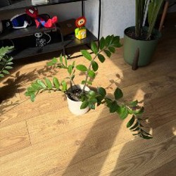 Долларовое дерево - фото 7