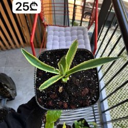 Philodendron + Epipremnum - фото 3