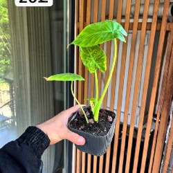 Philodendron + Epipremnum - фото 5