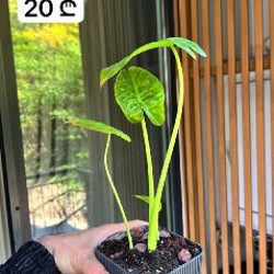 Philodendron + Epipremnum - фото 4