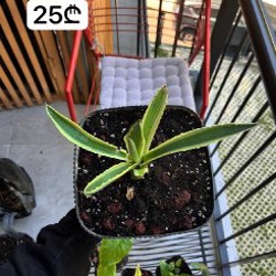Philodendron + Epipremnum - фото 6