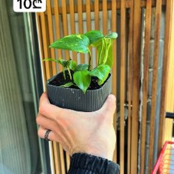 Philodendron + Epipremnum - фото 7