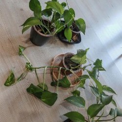 Цветы - фото 1
