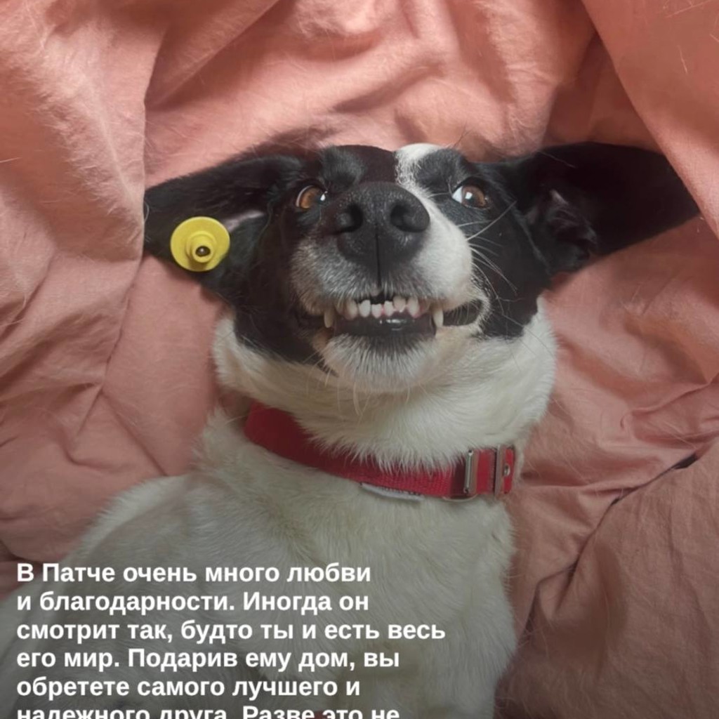 Пёс Патч