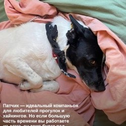 Пёс Патч - фото 2