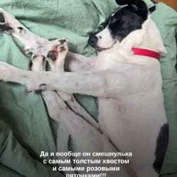 Пёс Патч - фото 3
