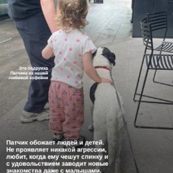 Пёс Патч - фото 4