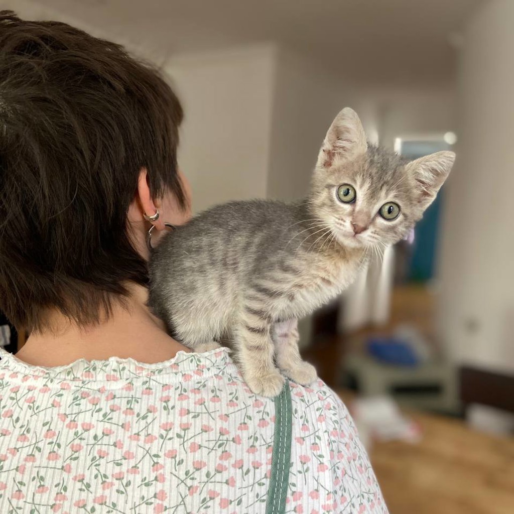 Котенок Игнат