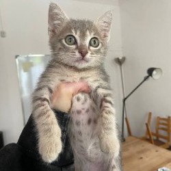 Котенок Игнат - фото 2