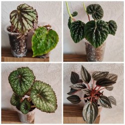 Комнатные растения - фото 6