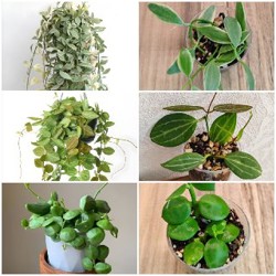 Комнатные растения - фото 8