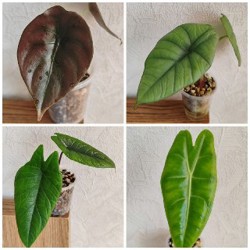 Комнатные растения - фото 10