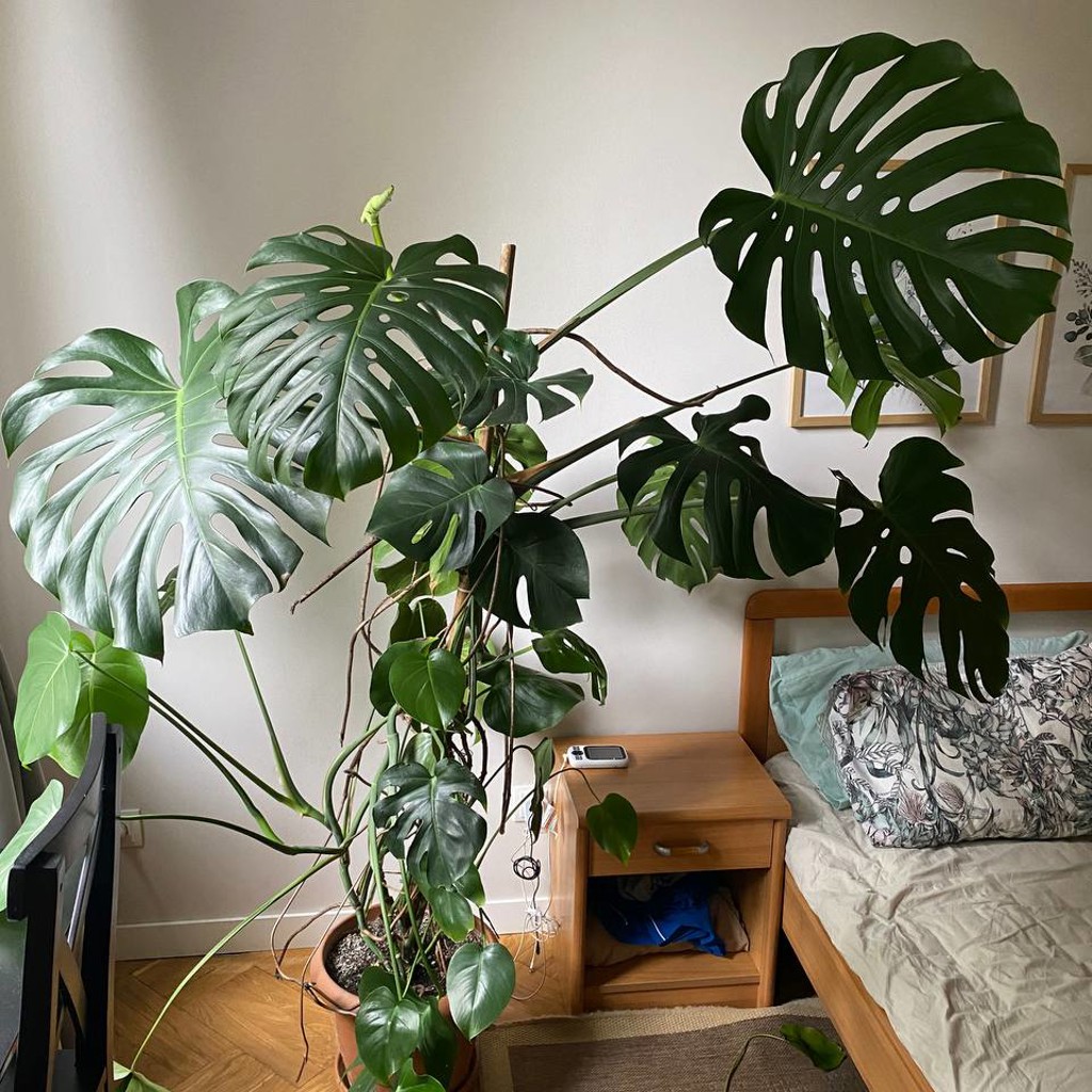 Monstera Deliciosa