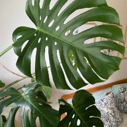Monstera Deliciosa - фото 2