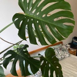 Monstera Deliciosa - фото 3