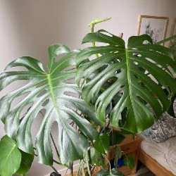 Monstera Deliciosa - фото 4