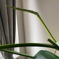 Monstera Deliciosa - фото 5