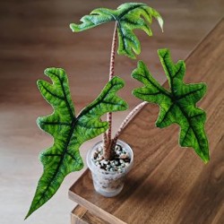 Комнатные растения - фото 5