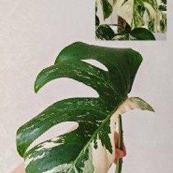 Комнатные растения - фото 8