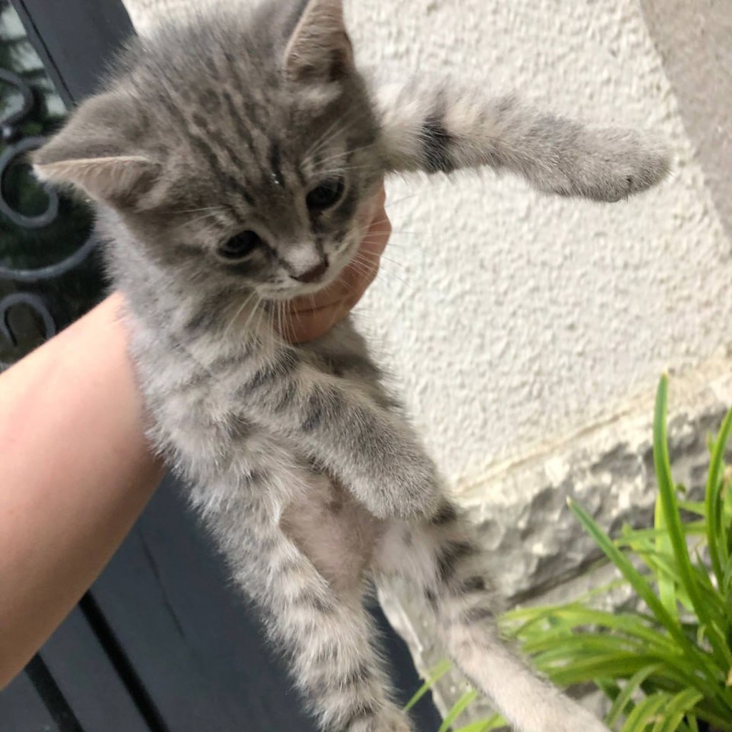 Котенок