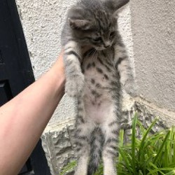 Котенок - фото 2