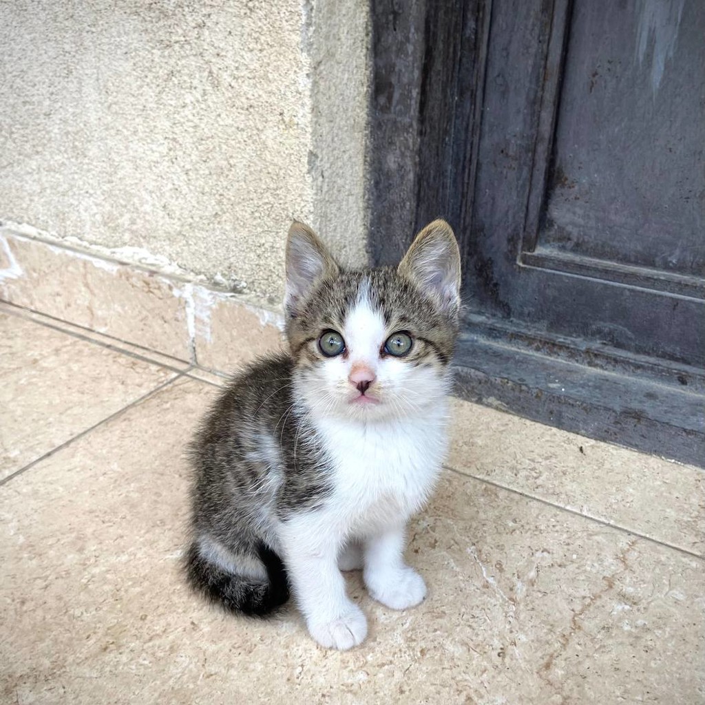 Котенок Чарли
