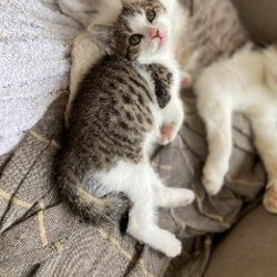 Котенок Чарли - фото 2