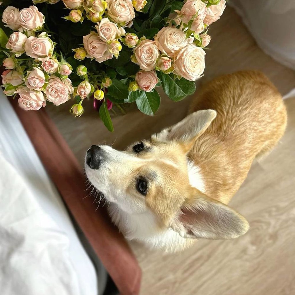 Девочка корги