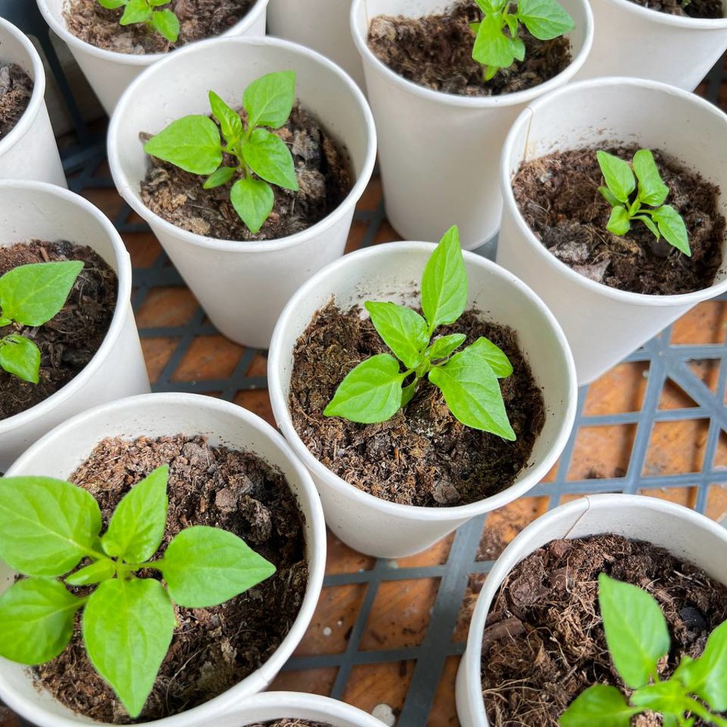 Перец Carolina Reaper