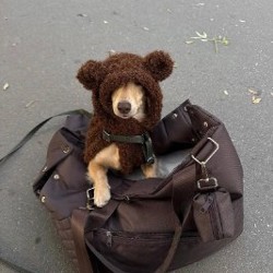 Авиасумка-переноска TRAVEL - фото 2