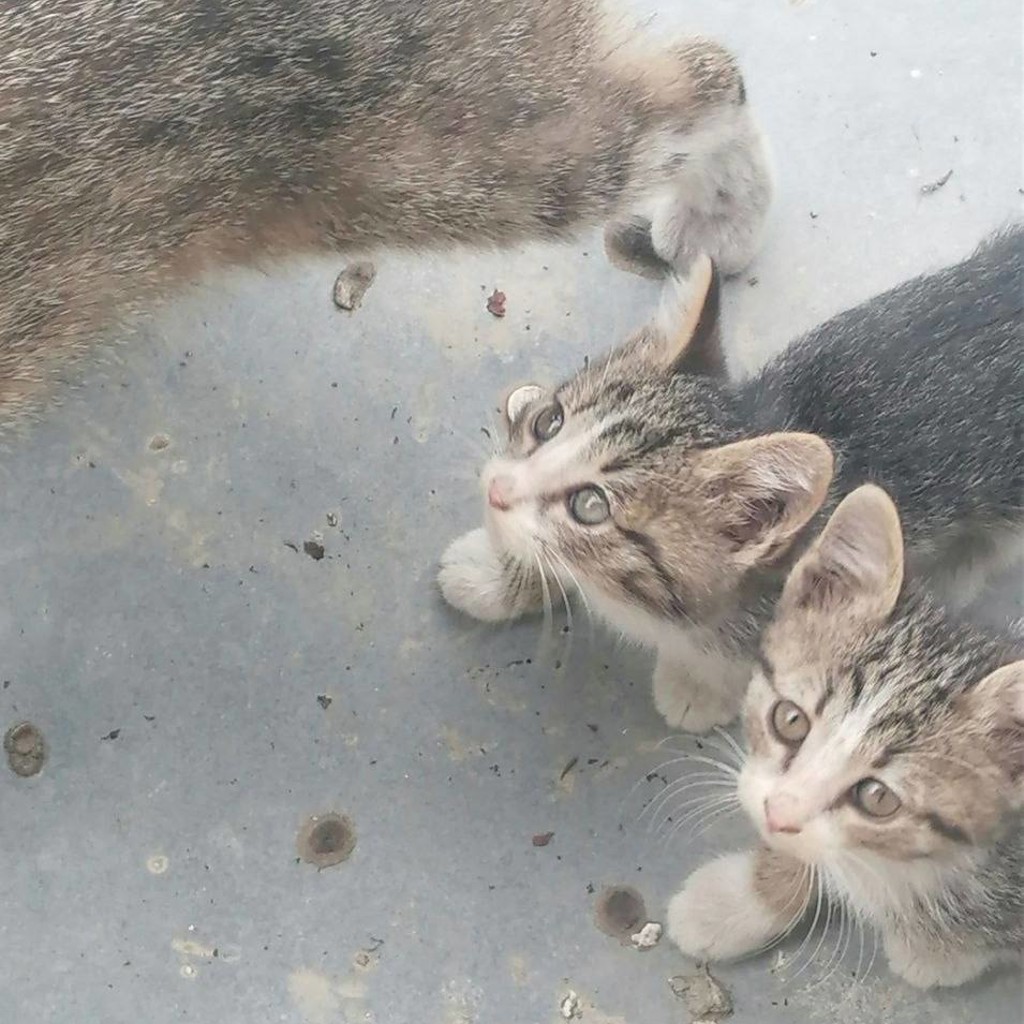 Котята