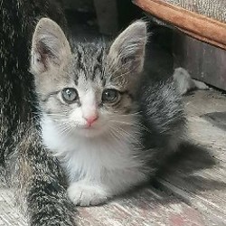 Котята - фото 2