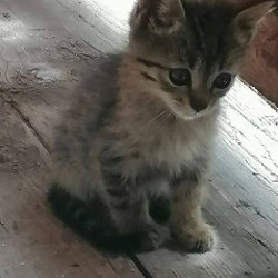 Котята - фото 3