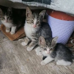 Котята - фото 5