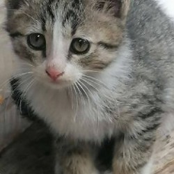 Котята - фото 6