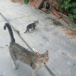 Котята - фото 7