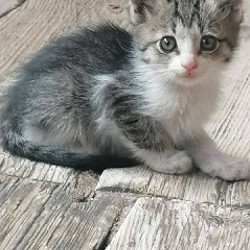 Котята - фото 8