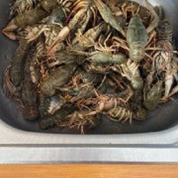 Живые раки и рыбки - фото 6