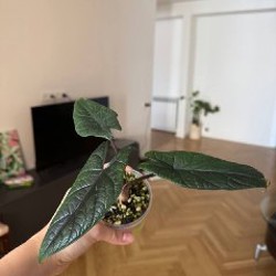 Клубни Веном - фото 2