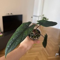 Клубни Веном - фото 3