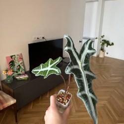 Клубни Веном - фото 4