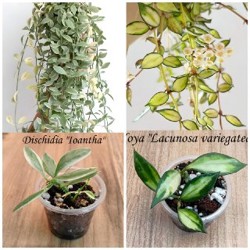 Комнатные растения - фото 7