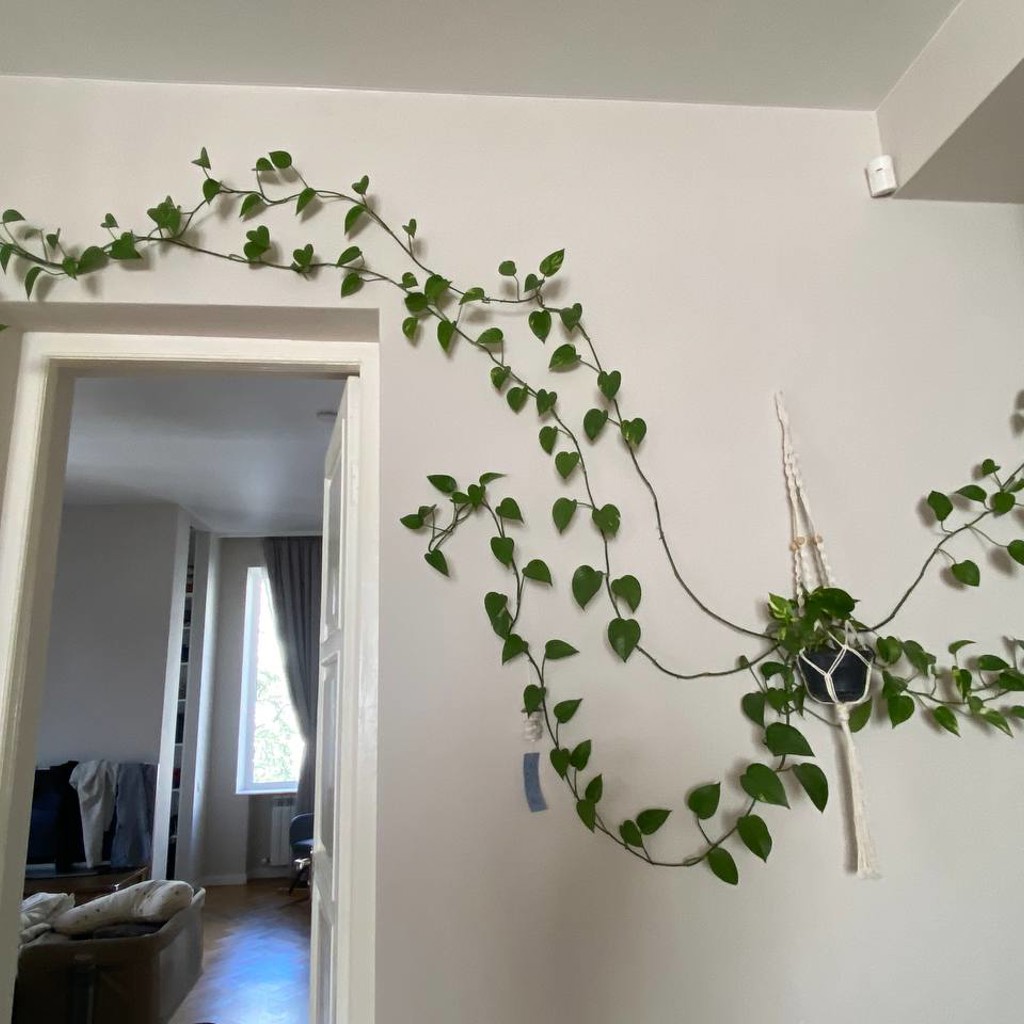Epipremnum aureum (потос)