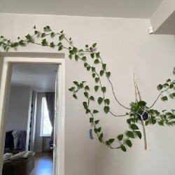 Epipremnum aureum (потос) - фото 1