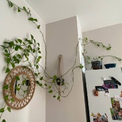 Epipremnum aureum (потос) - фото 2