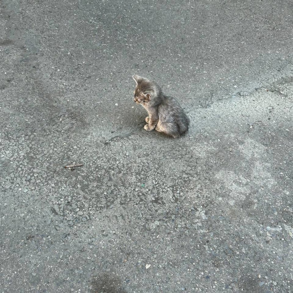 Котенок