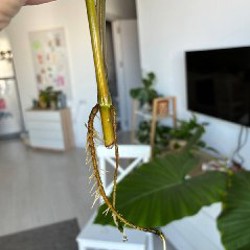 Домашние растения - фото 5